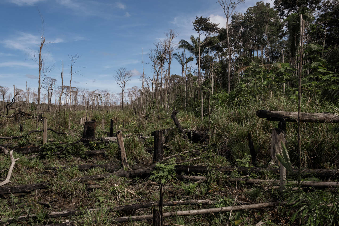 « Dans la lutte contre la déforestation importée, il faudra réussir à contourner les difficultés de mise en œuvre »