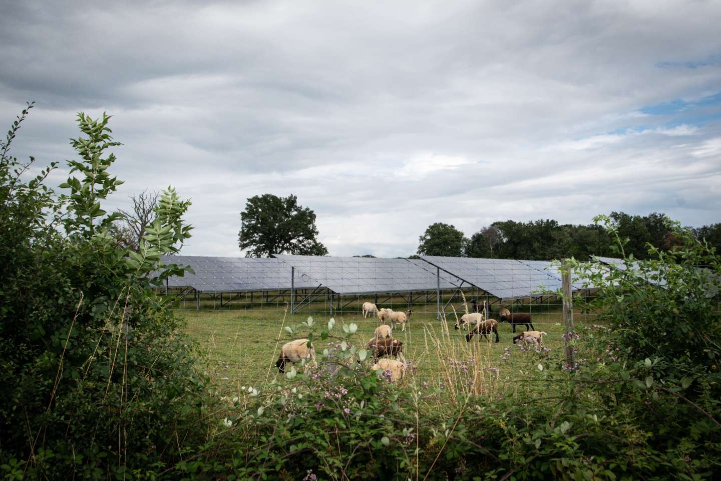 Des fermes misent sur le photovoltaïque pour réduire leur dépendance