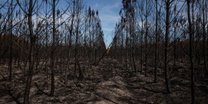 Le gouvernement lance un programme pour faciliter l’adaptation des forêts au changement climatique