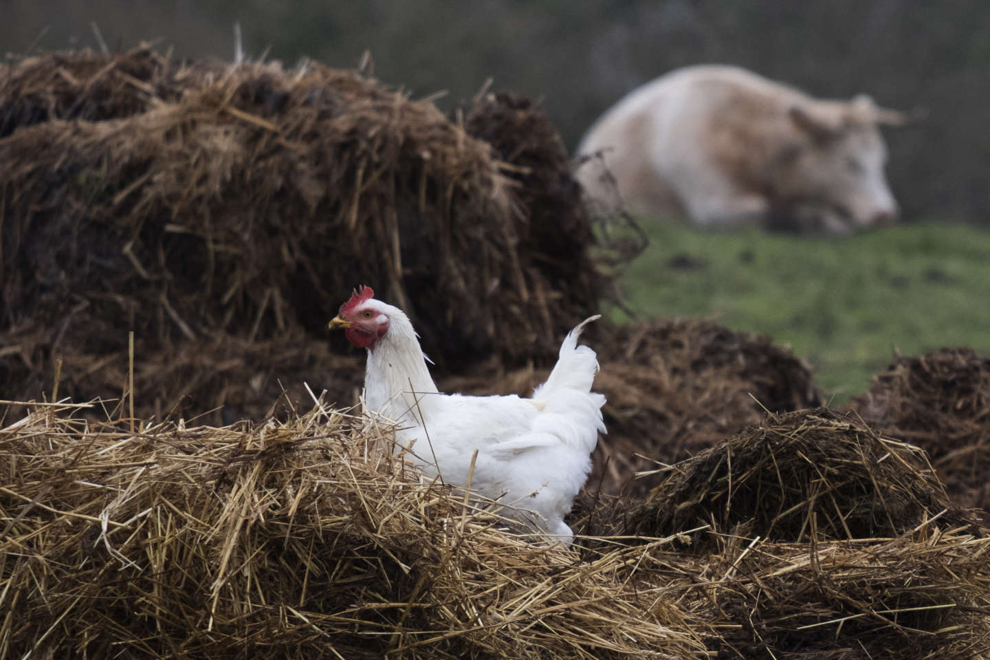 Le niveau de risque de la grippe aviaire désormais « élevé » en France, obligeant les éleveurs à confiner leurs volailles
