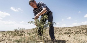 Tony Rinaudo, l’agronome qui fait repousser les arbres du Sahel