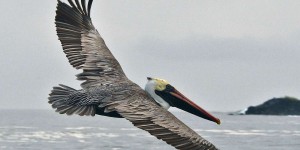 Grippe aviaire : les Galapagos placés sous surveillance après la détection d’une épidémie en Equateur