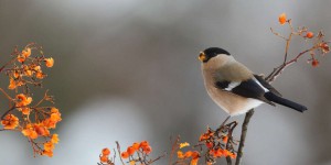 Dans les jardins français, près de la moitié des espèces d’oiseaux observées au printemps sont en déclin