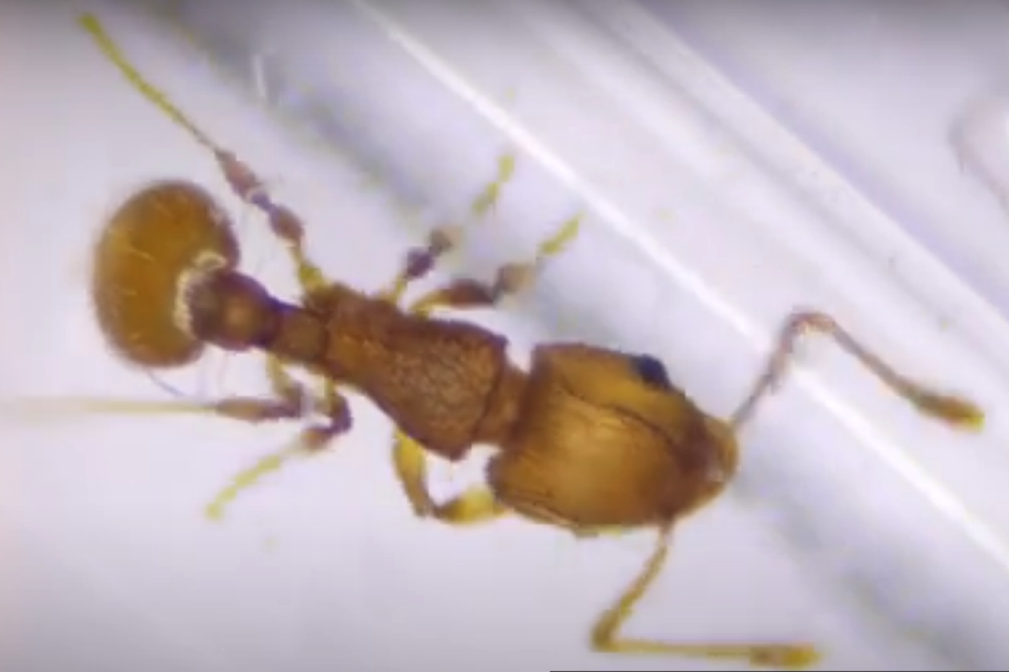 L’inquiétante fourmi électrique s’installe en France