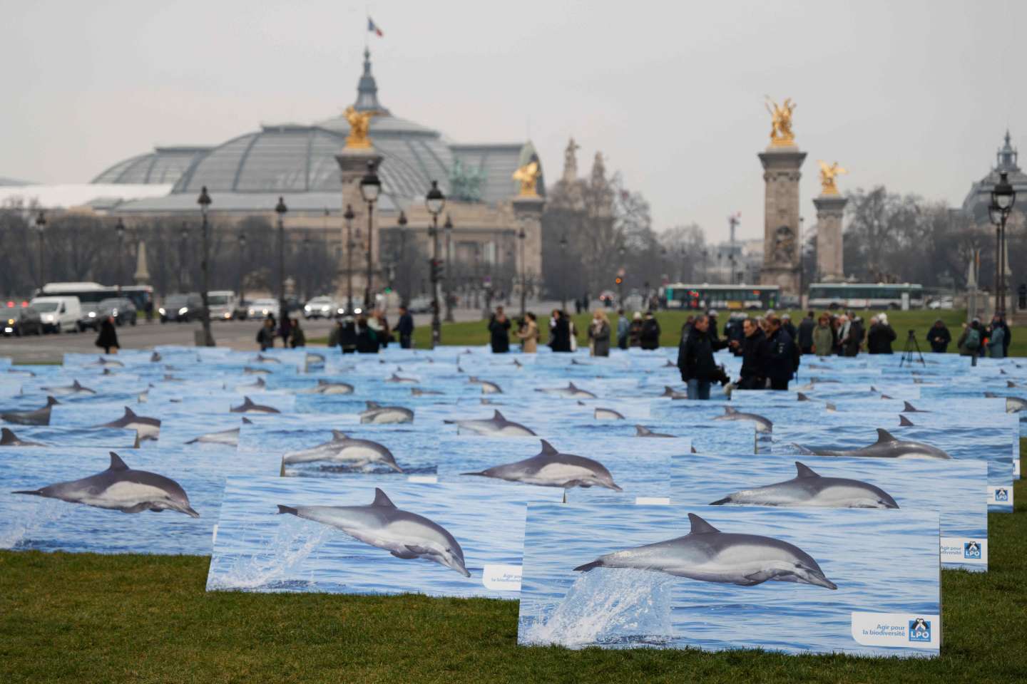 Protection des dauphins : la rapporteure publique au Conseil d’Etat propose des périodes de fermeture de la pêche