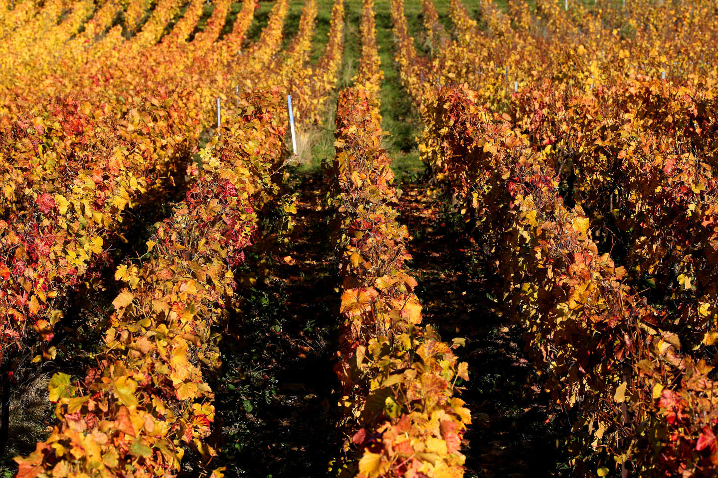Les vins et spiritueux français battent un nouveau record à l’exportation