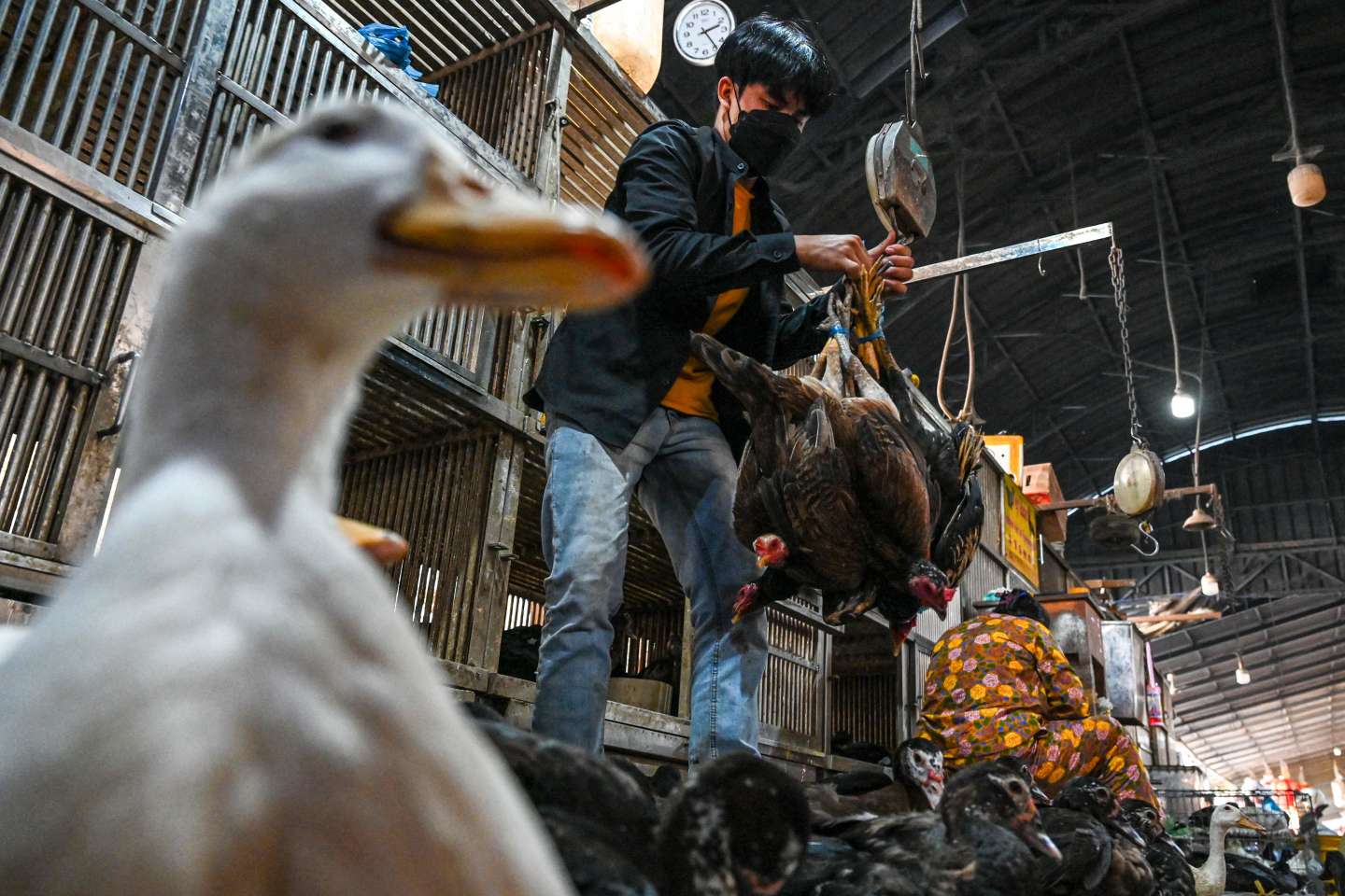 Grippe aviaire : le Cambodge écarte l’hypothèse d’une transmission entre êtres humains