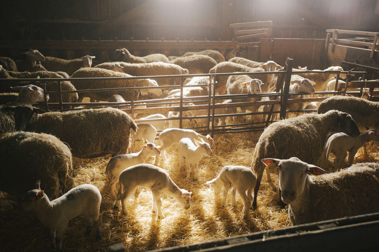 Dans l’Aveyron, trois générations de négociants d’agneaux racontent l’évolution de leur profession