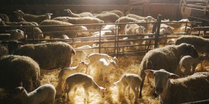 Dans l’Aveyron, trois générations de négociants d’agneaux racontent l’évolution de leur profession