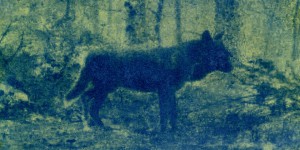Un photographe sur les traces du loup de l’Aubrac