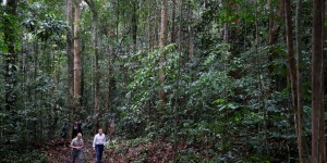 « Promettre une rente aux Etats ne permettra pas de réduire la déforestation »