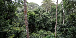 Un sommet sur les forêts tropicales sur mesure pour le Gabon