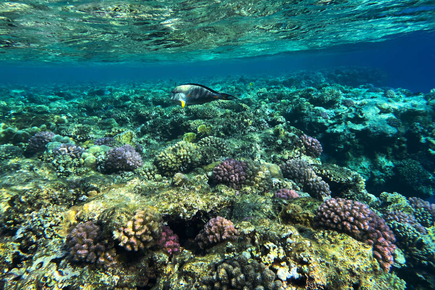 Comment les « super coraux » de la mer Rouge résistent au réchauffement