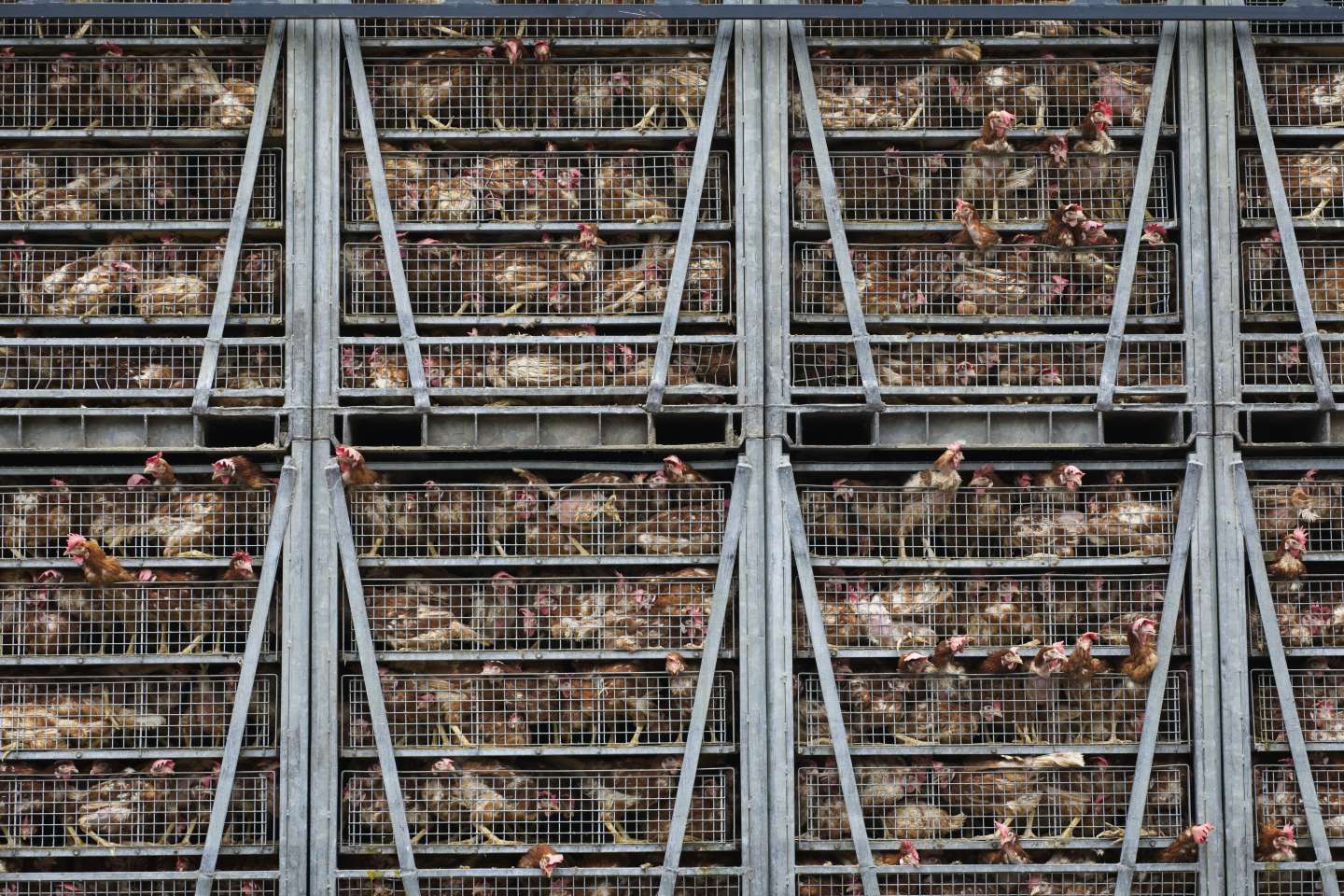 La Cour des comptes européenne souhaite intégrer le coût de la souffrance animale dans le prix de la viande