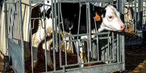 La France ouvre une concertation sur le bien-être animal, dans la dernière ligne droite d’une révision européenne