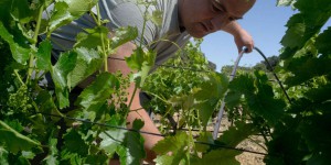 Crise de l’eau : ruée vers l’irrigation dans les vignes du sud de la France
