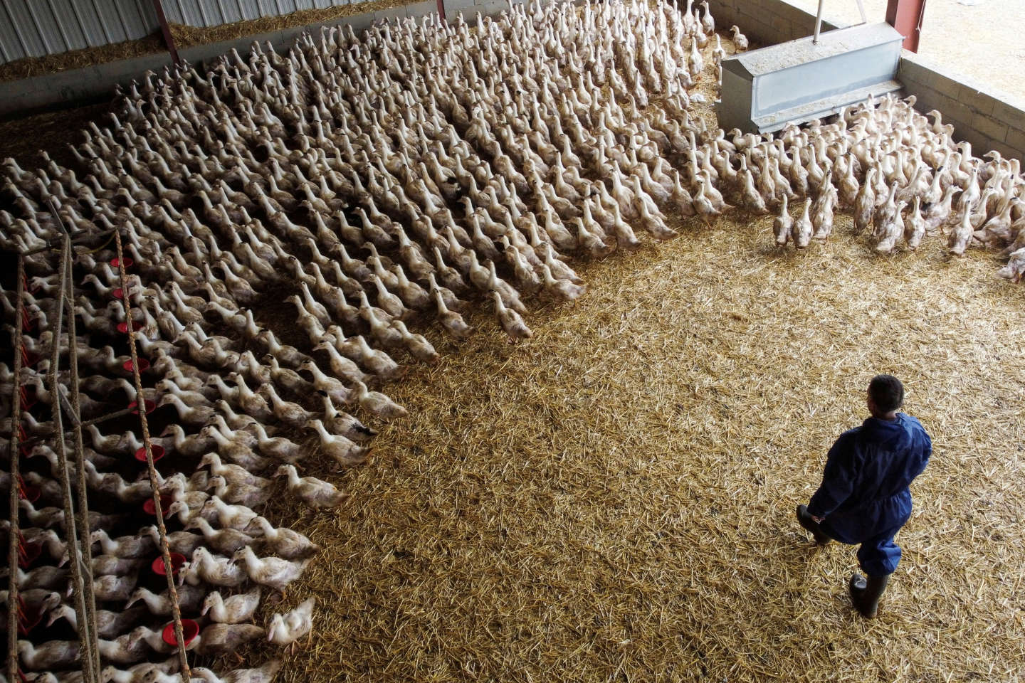 La grippe aviaire flambe à nouveau dans le Sud-Ouest