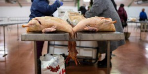 Grippe aviaire : nouveaux cas dans le Sud-Ouest