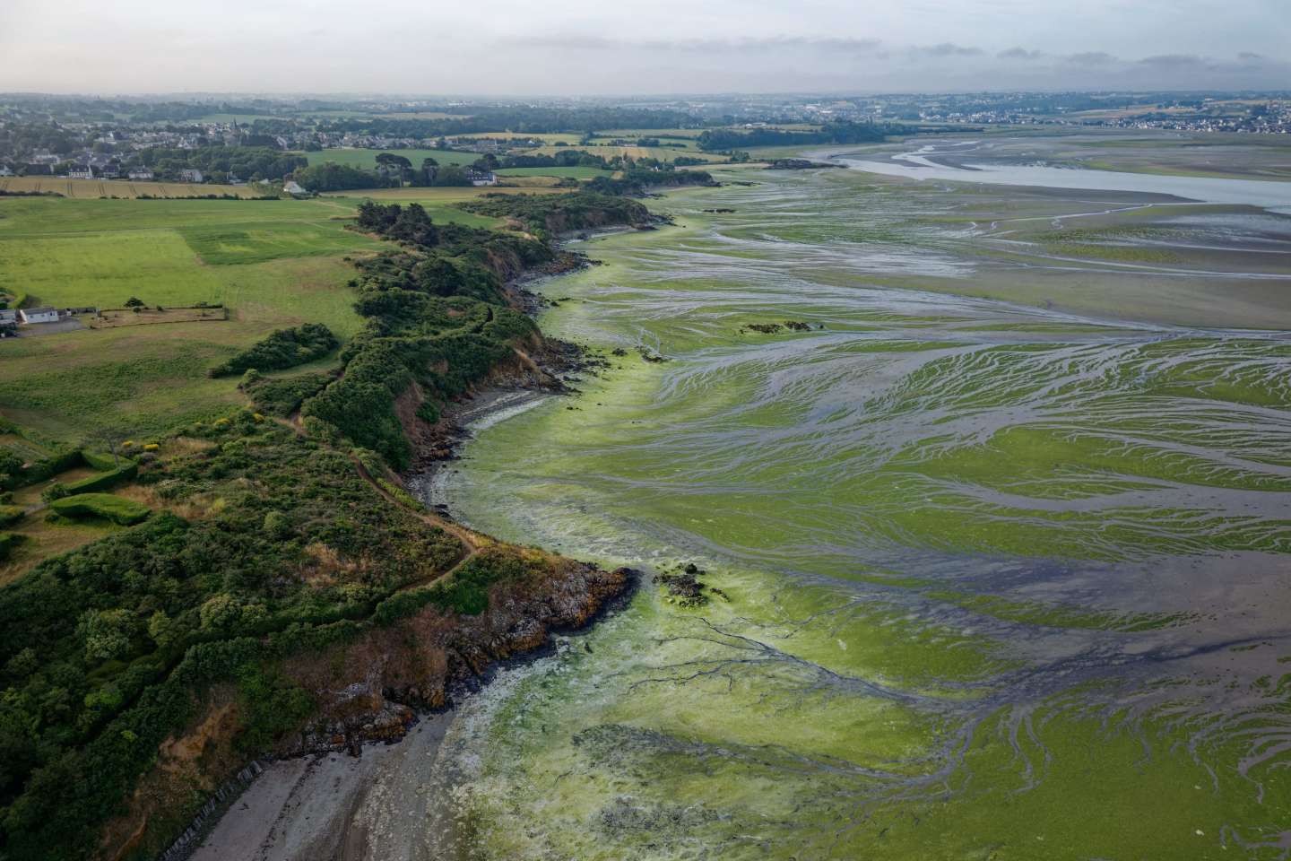 En Bretagne, le manque d’action de l’Etat contre les algues vertes dans le viseur de la justice
