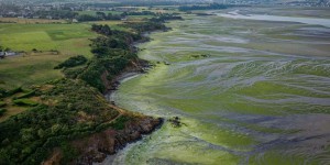 En Bretagne, le manque d’action de l’Etat contre les algues vertes dans le viseur de la justice
