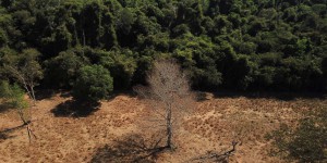 Bunge, principal importateur de soja en Europe, accusé de contribuer à la déforestation au Brésil