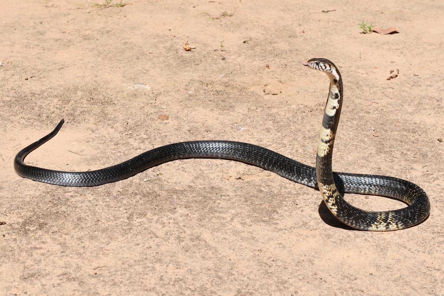 En Afrique, un serpent peut en cacher 369 autres