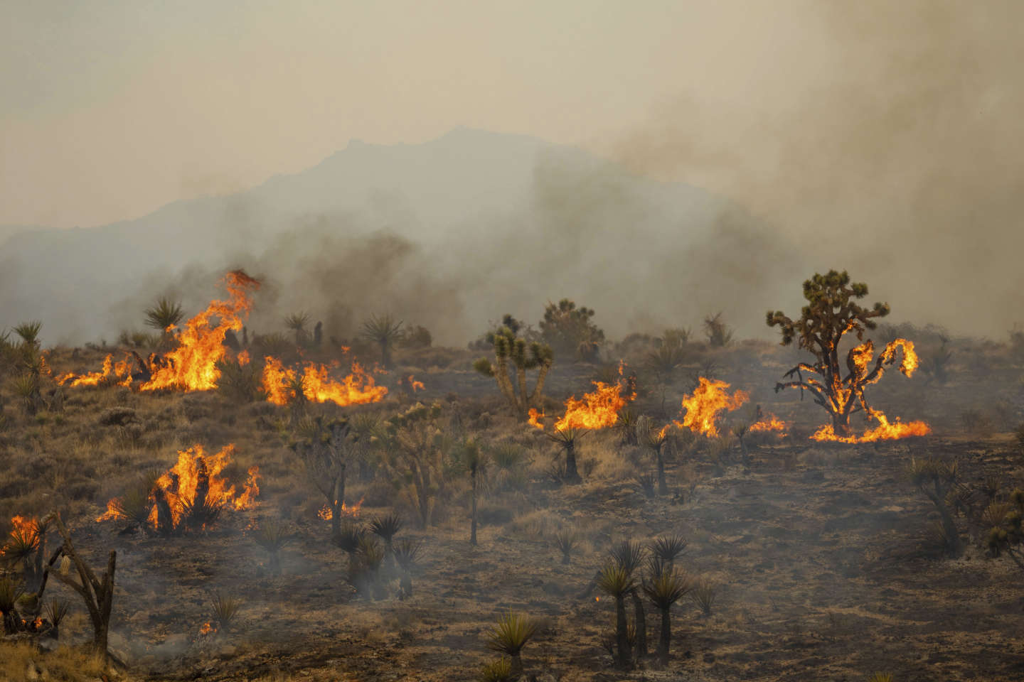 Aux Etats-Unis, un incendie de 300 kilomètres carrés en Californie et au Nevada