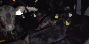 Transport d’animaux : des ONG accusent la France, les Pays-Bas et l’Irlande de mauvais traitement envers des veaux
