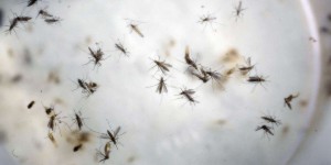 Plus de 130 pays affectés par la dengue, « dont l’expansion progressive semble ne connaître aucune limite »