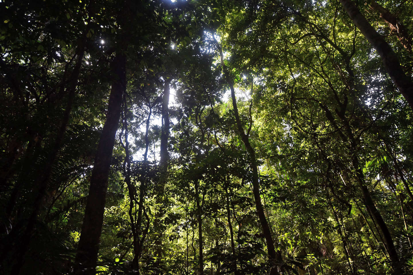 Comment les arbres assurent l’incroyable biodiversité des forêts tropicales