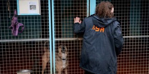 Abandons d’animaux : la SPA déplore une « situation critique » en raison de l’inflation