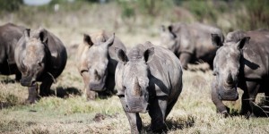 Afrique du Sud : le plus grand élevage mondial de rhinocéros sauvé par une ONG