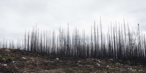 Après le feu « 344 », l’un des plus grands brasiers de l’été au Québec, l’avenir obscurci de la forêt boréale