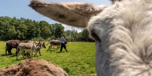 En Loir-et-Cher, un sanctuaire pour des animaux aux « gueules cassées »