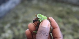 Au Cameroun, un insecte au secours des lamantins et des pêcheurs
