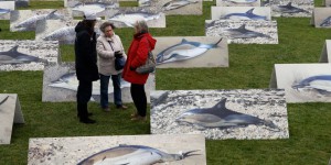 Pour freiner l’hécatombe de dauphins, le gouvernement restreint la pêche dans le golfe de Gascogne