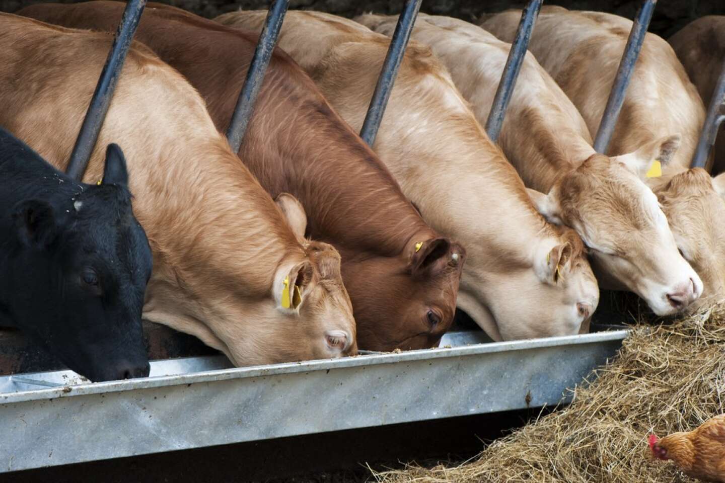 Le gouvernement annonce une mesure de défiscalisation pour les éleveurs bovins sous forme d’une « provision de 150 euros par vache »