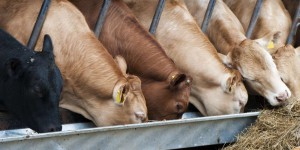 Le gouvernement annonce une mesure de défiscalisation pour les éleveurs bovins sous forme d’une « provision de 150 euros par vache »