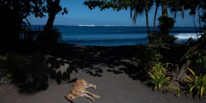 En Polynésie, les chiens trop nombreux empoisonnent la vie des habitants, provoquant morsures, accidents et bruit