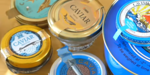 Caviar : une étude scientifique révèle l’ampleur de la pêche illégale d’esturgeons