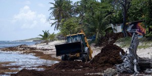 En Guadeloupe, des sargasses pour lutter contre l’érosion de la plage