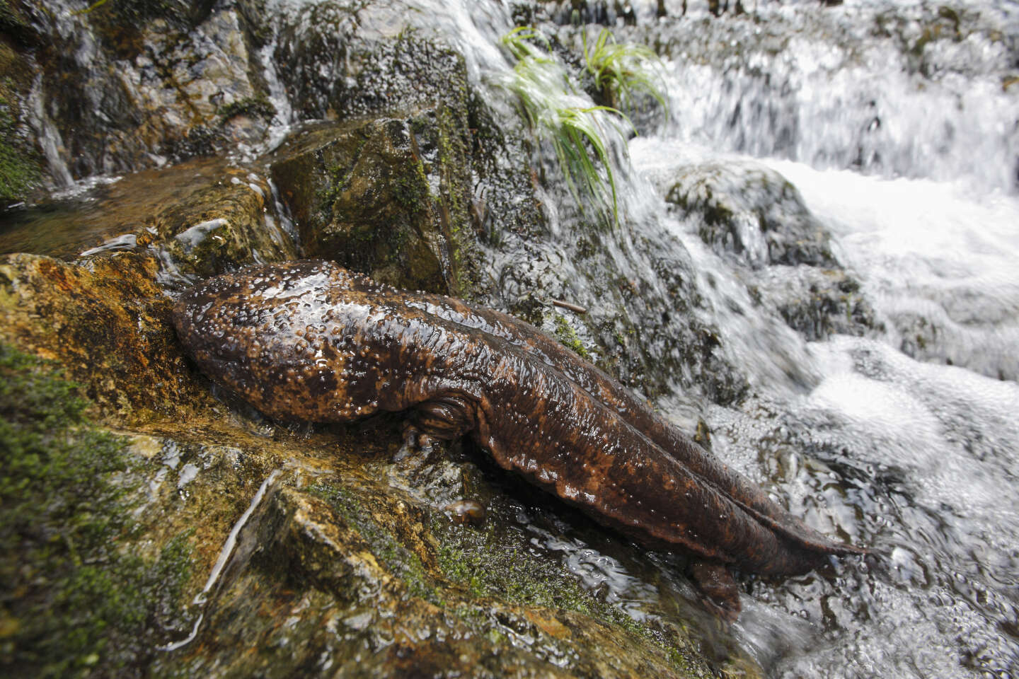 La salamandre géante, symbole ancestral des campagnes japonaises et baromètre de l’état de la nature