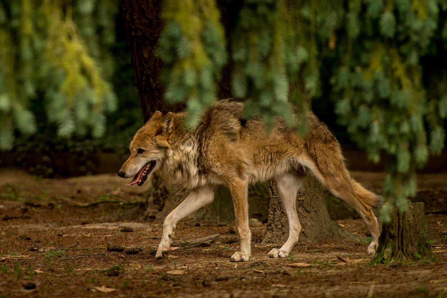 La Commission européenne veut assouplir la protection des loups dans l’UE