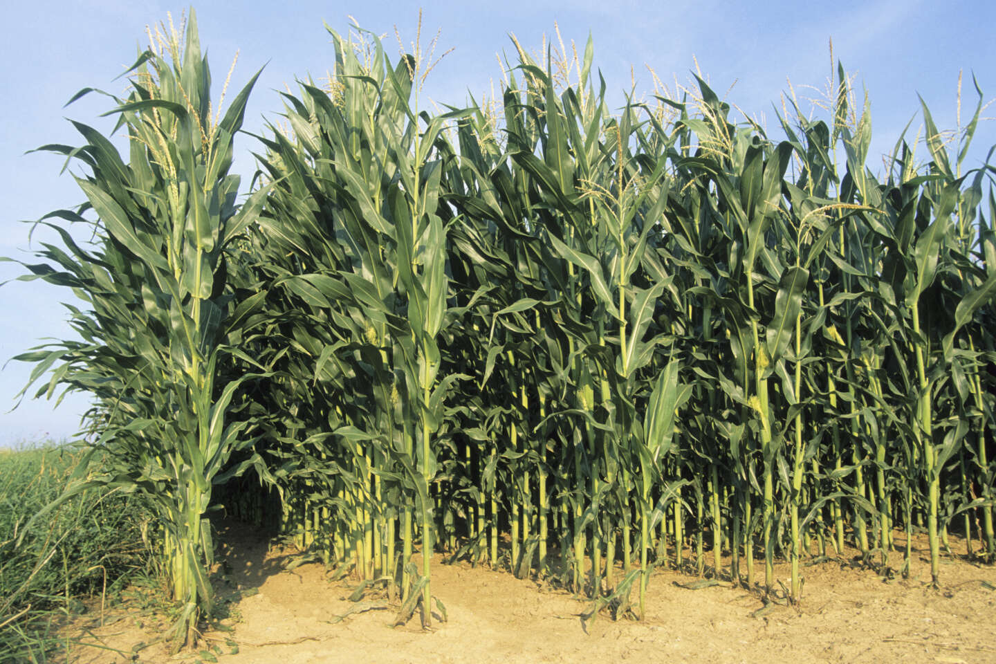 Domestication du maïs : les chercheurs retracent cette saga mouvementée