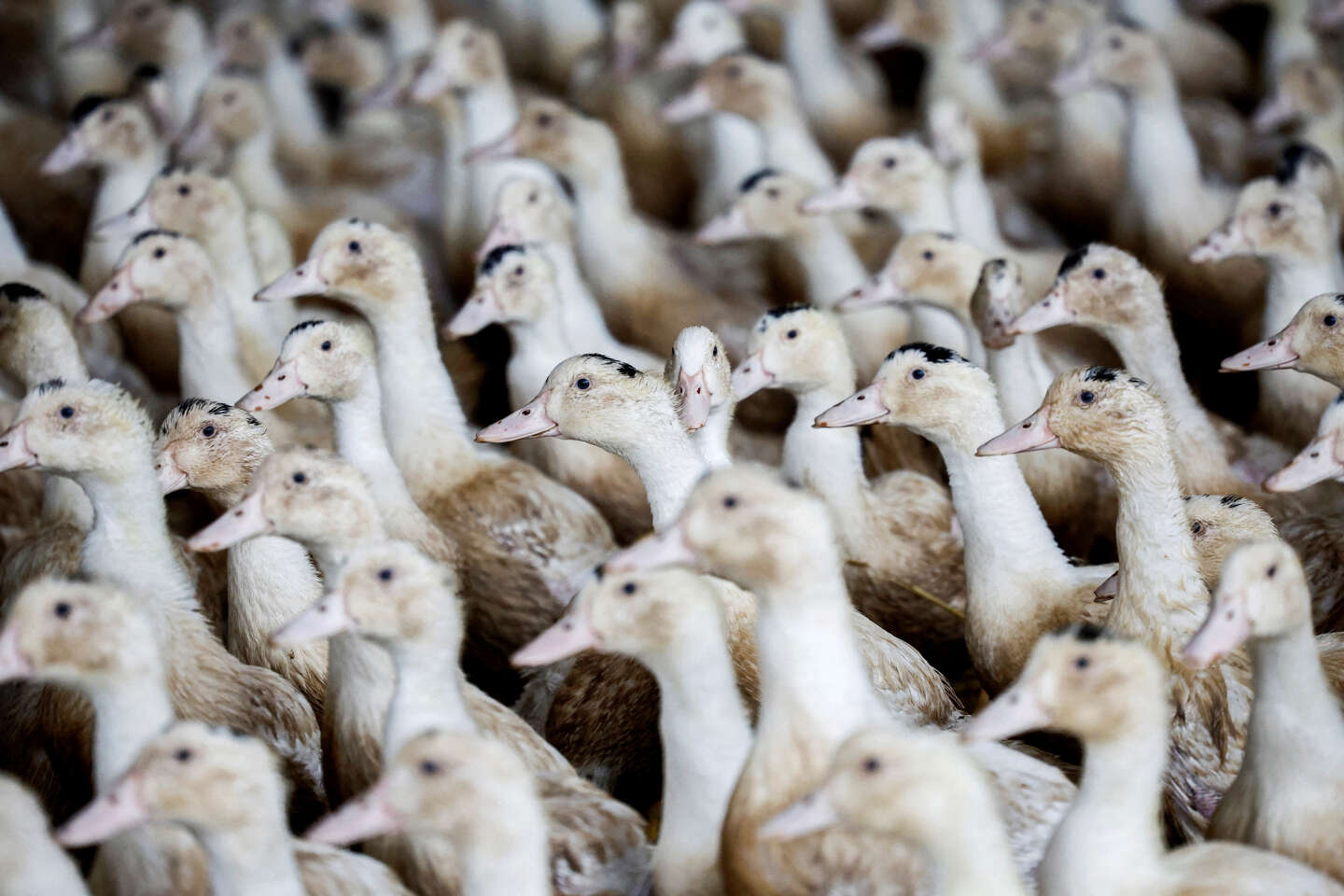 Grippe aviaire : après « plusieurs foyers » détectés, le gouvernement place le niveau de risque à « élevé »