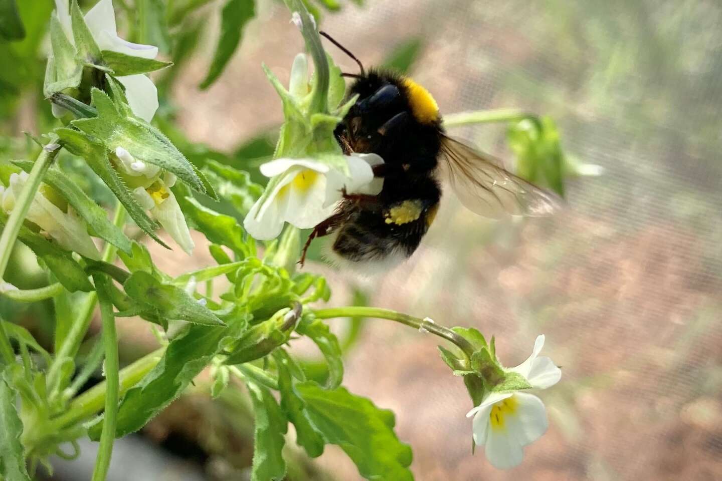 Insectes pollinisateurs et fleurs des champs s’entraînent dans leur déclin