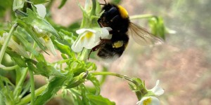 Insectes pollinisateurs et fleurs des champs s’entraînent dans leur déclin