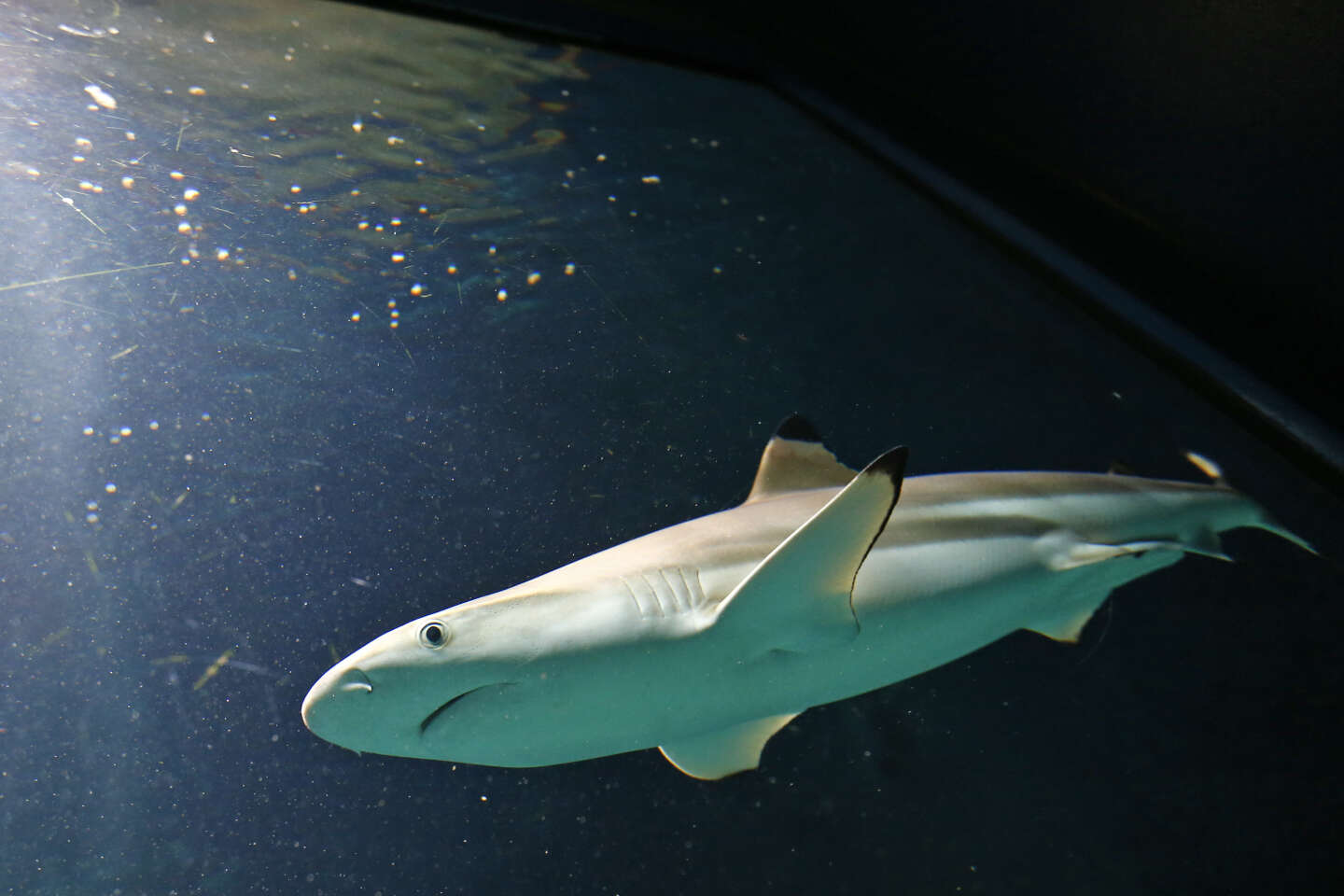 Nouvelle-Calédonie : les campagnes d’abattage de requins interdites par la justice