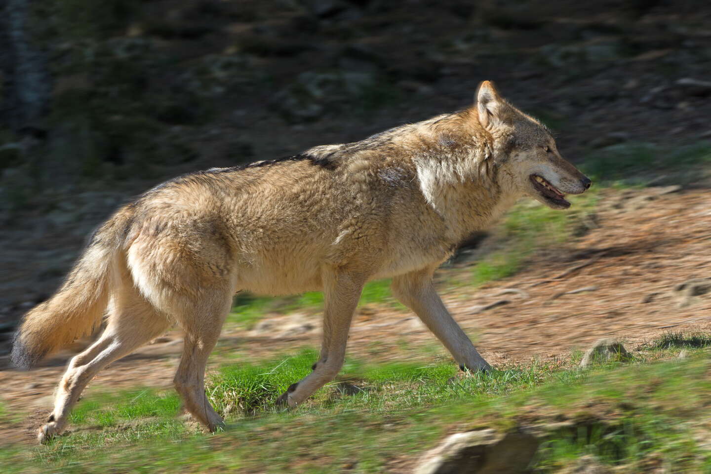 Plan loups et activités d’élevage : « L’efficacité de la régulation des loups par des tirs n’a pas été démontrée »