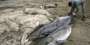 Protection des dauphins : le Conseil d’Etat élargit la fermeture hivernale de la pêche
